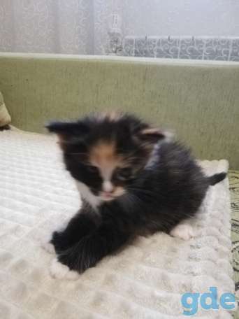 Котята в добрые ручки! Бесплатно, фотография 4