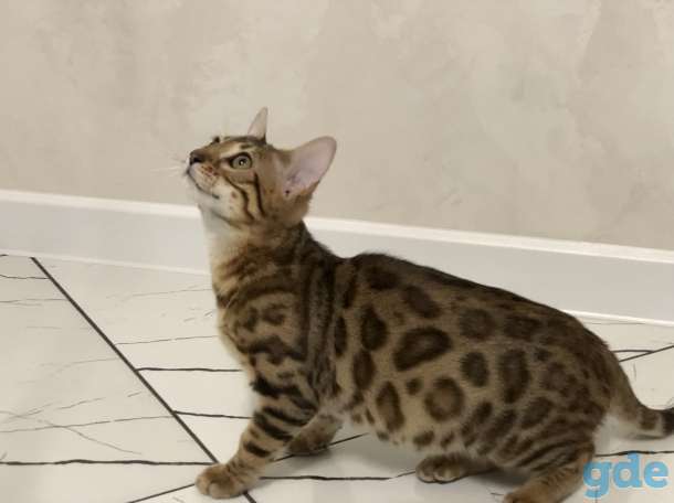 Бенгальская кошечка, фотография 1