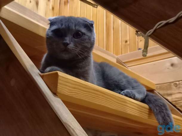 Котята ищут своих любимых хозяевов, фотография 4