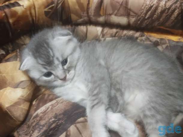Шотландские котята, фотография 6