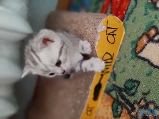 Шотландские котята, фотография 9