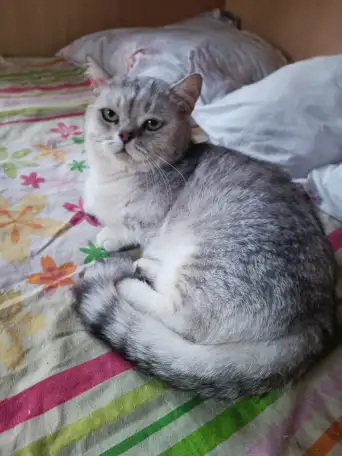 Манчкин кот, фотография 1