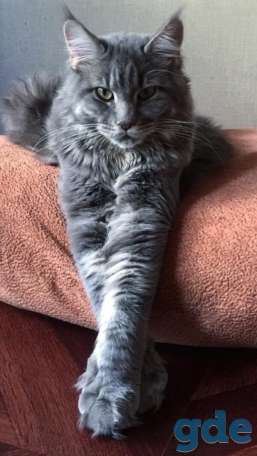 Породистый котенок Мейн-кун, фотография 3