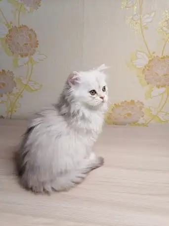 Британская кошечка, фотография 4