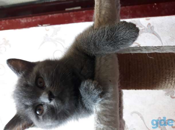 Продам котят британской породы, фотография 3