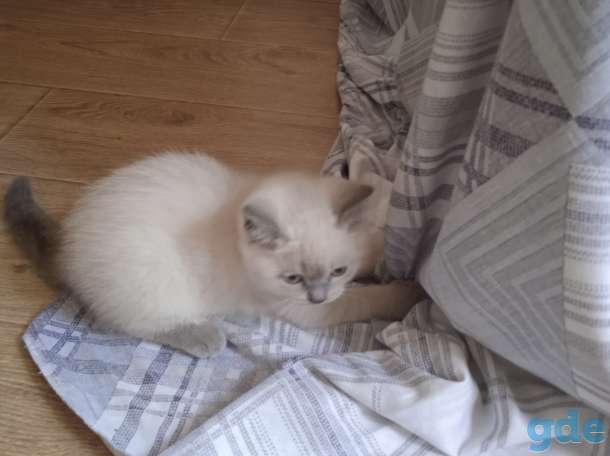 Шотландский кот, фотография 4