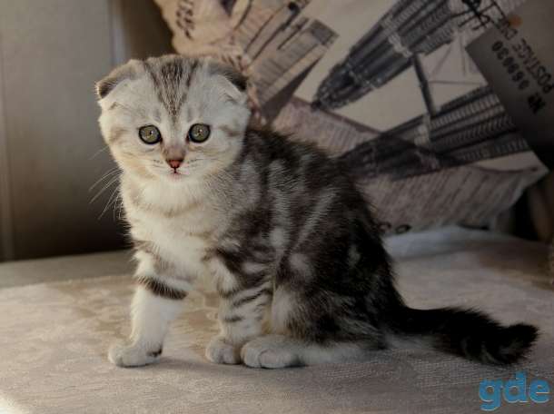 Британские короткошерстные котята, фотография 2