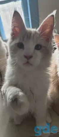 Котята Мейн Кун, фотография 2