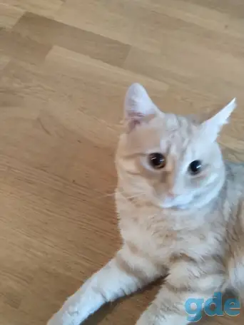 Отдам кота в хорошие руки, фотография 2
