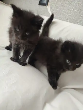 Котята Мейн-кун, фотография 5