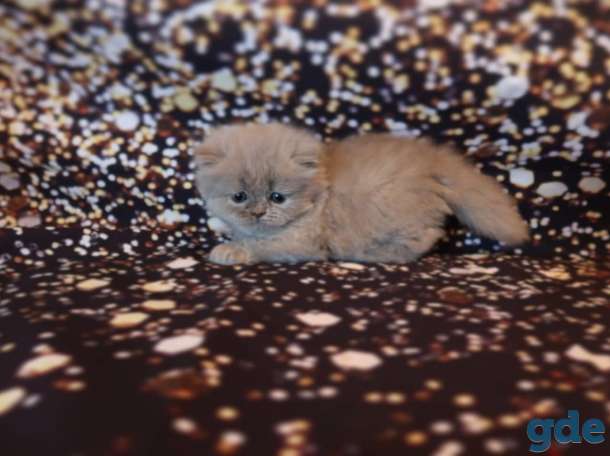 Шотландский котёнок, девочка, фотография 2