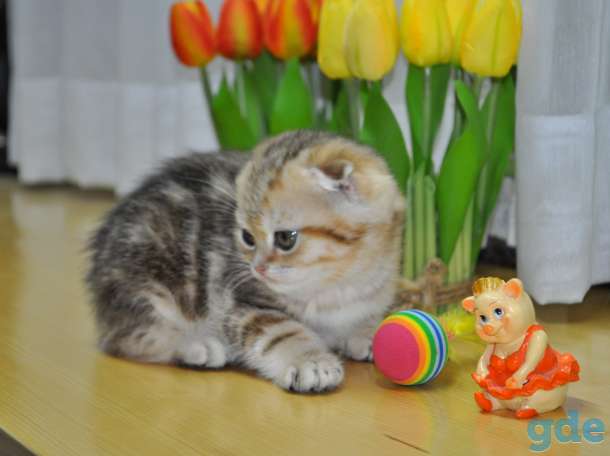 Шотландские котята, фотография 4