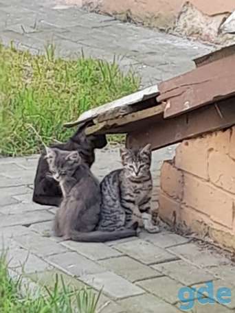 Котята ищут дом или передержку, фотография 1