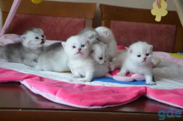 Шотландские котята, фотография 3