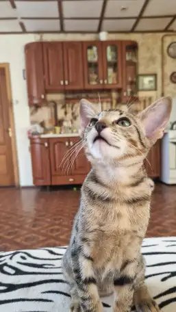 Ориентальный котенок, фотография 4