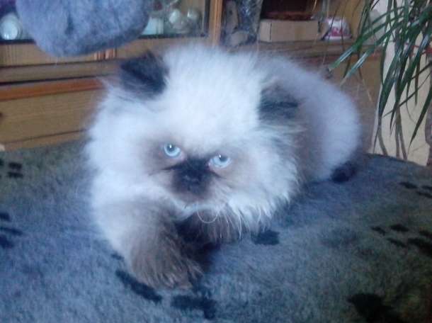персики котята, фотография 4
