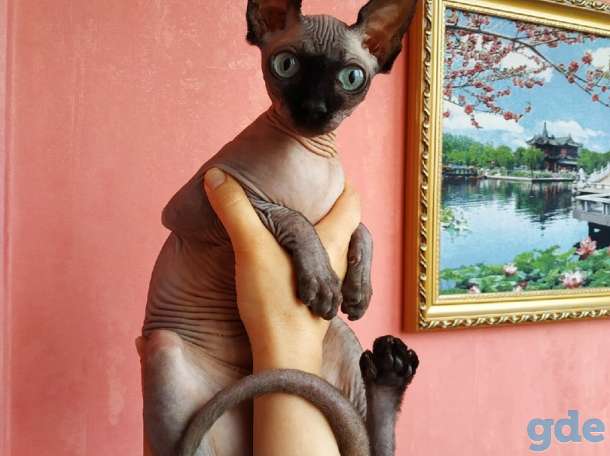 Канадский сфинкс кошка, фотография 3