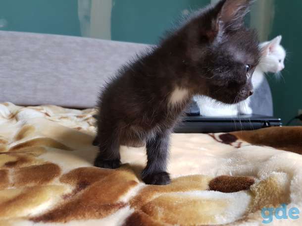 Котят в добрые руки, фотография 8