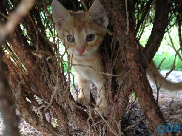 Веселые котята, фотография 4