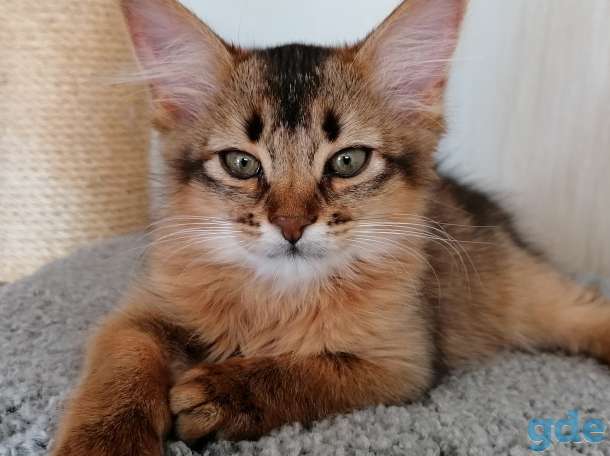 Сомалийские котята, фотография 1