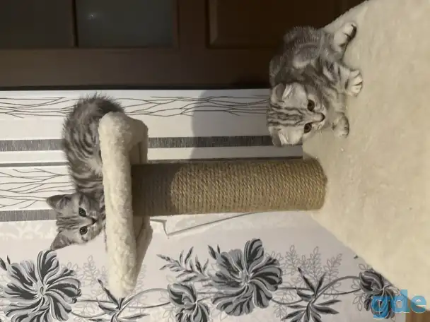 Шотландские котята, фотография 1