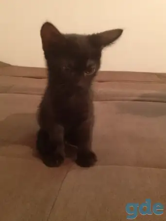Котята в дар, фотография 4