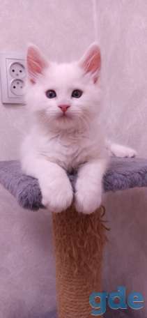 Готовы к продаже котята породы мейн-кун, фотография 9