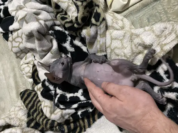 Котята канадского сфинкса, фотография 5