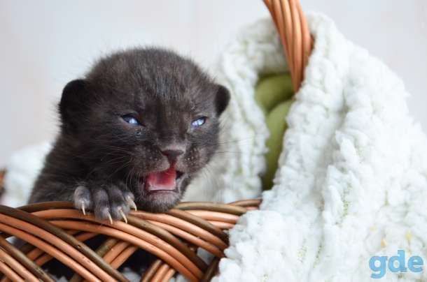 Бенгальский котенок меланистик, фотография 1
