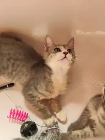 Котята в дар, фотография 4
