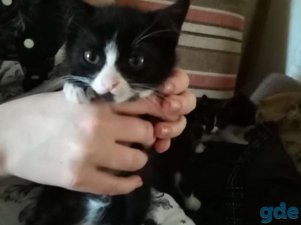 Котята даром, фотография 4