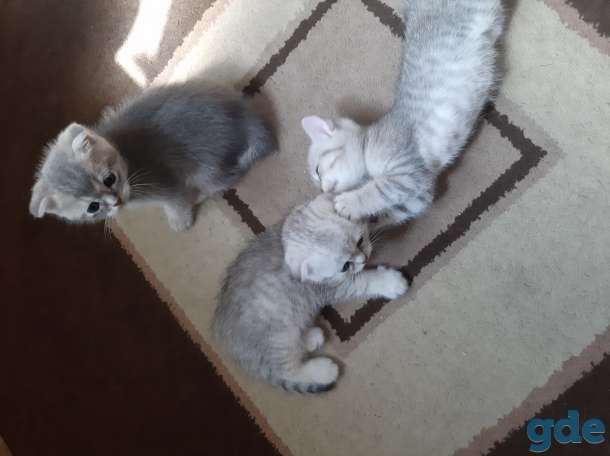 Шотландские котята, фотография 7