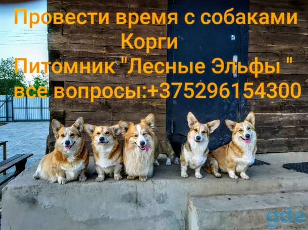 Провести время с собаками корги., фотография 1