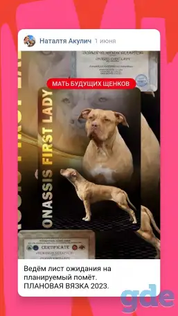 Питбуль. Щенки питбуля. Американский питбультерьер, фотография 2