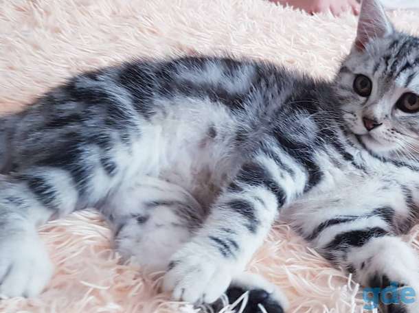 Щотланский котик., фотография 1