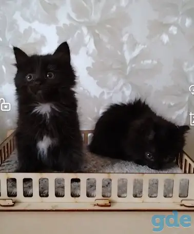 Курильский бобтейл котята, фотография 1