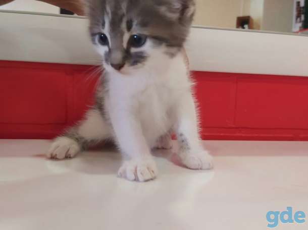 Котят в хорошие руки, фотография 2