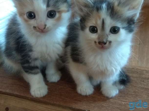 Котятам нужен дом., фотография 1