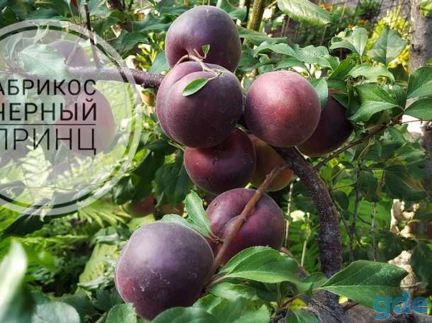 Саженцы персиков, абрикосов и нектаринов, фотография 6