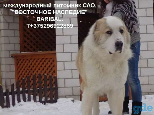 VIP класса девочка алабай., фотография 10