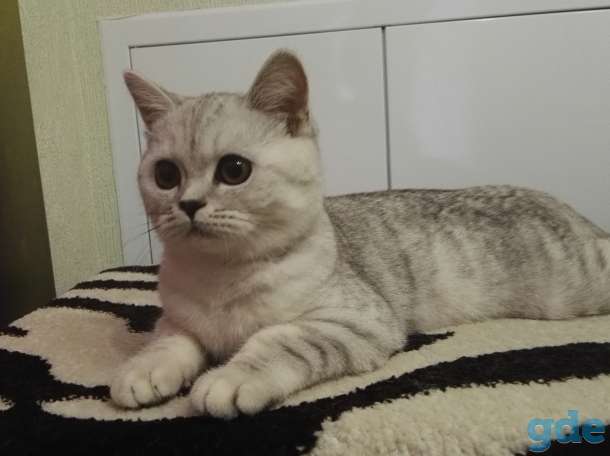 Кошка, фотография 2