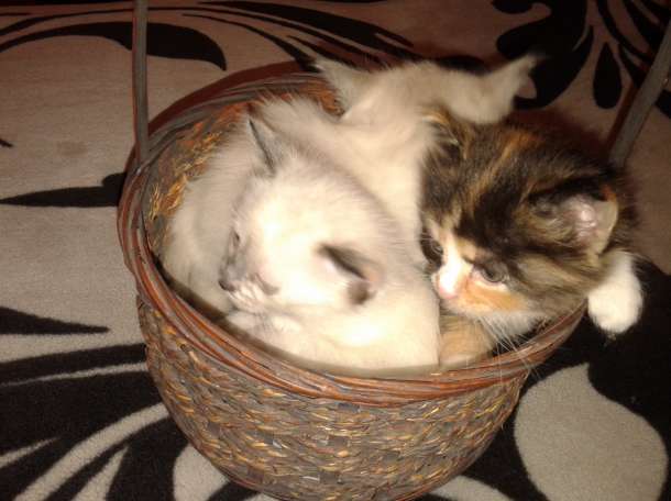 отдам котяток, фотография 1