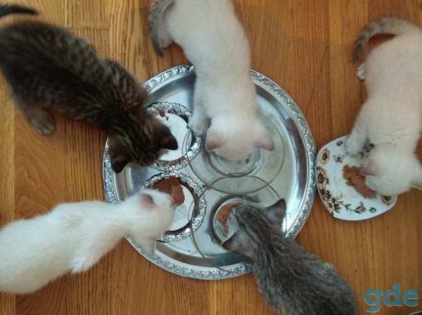Шотландские котята, фотография 6