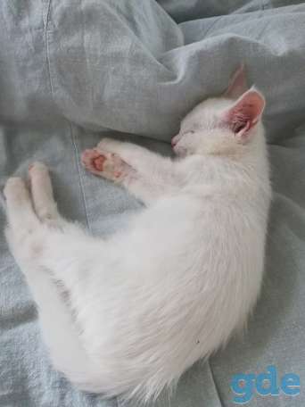 Белая кошечка, фотография 4