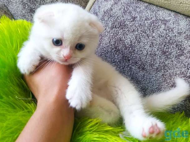 Шотландские котята, фотография 6
