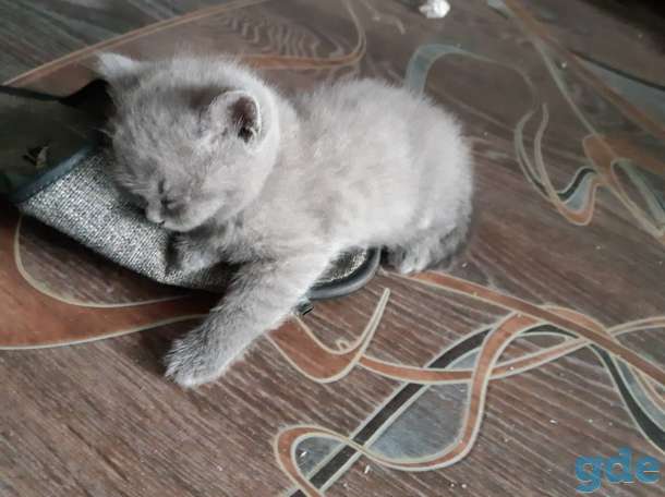 Британские котята, фотография 3