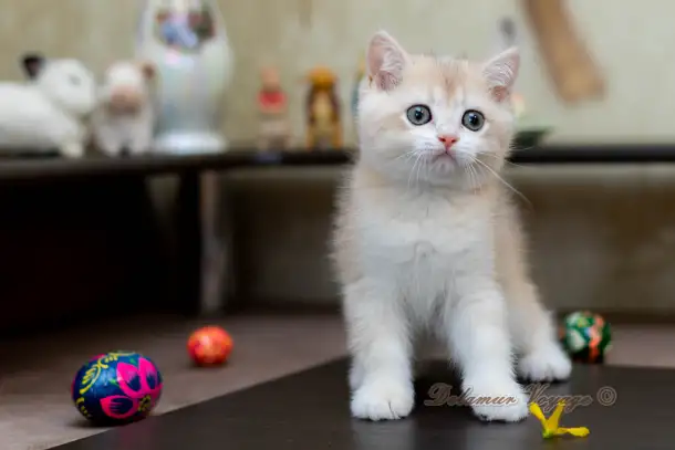 Британские котята из питомника. Мальчик Амур., фотография 2