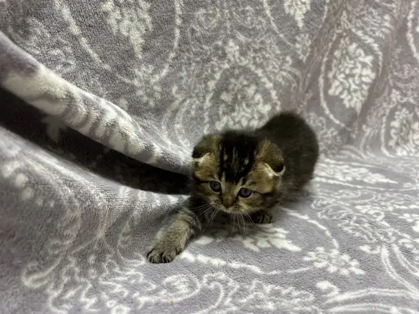 Шотландские котята, фотография 2