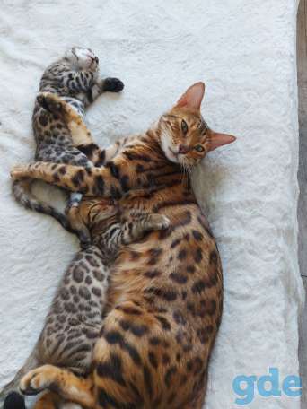 Бенгальские кошечки, фотография 6