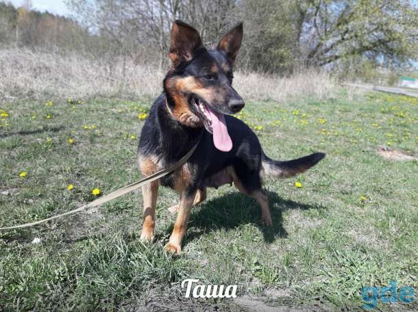 Милашка Таша ищет добрые ручки! Стерилизована, привита, фотография 5